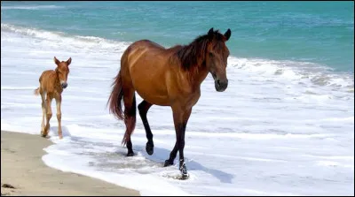 Around how many litres of water does an average horse drink in a day?