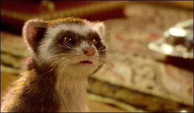 In "A la croisee des mondes", what is the name of Lyra's companion who can transform into all kinds of animals?