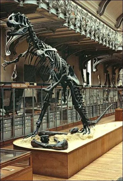 In which Paris museum can you see the skeletons of prehistoric animals?