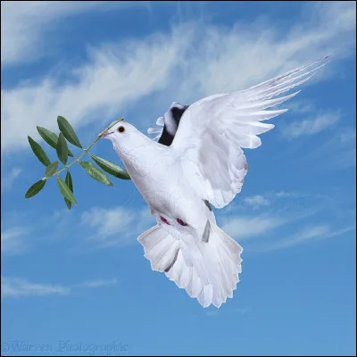 The Dragonets of Destiny are here to restore peace to Pyrrhia.