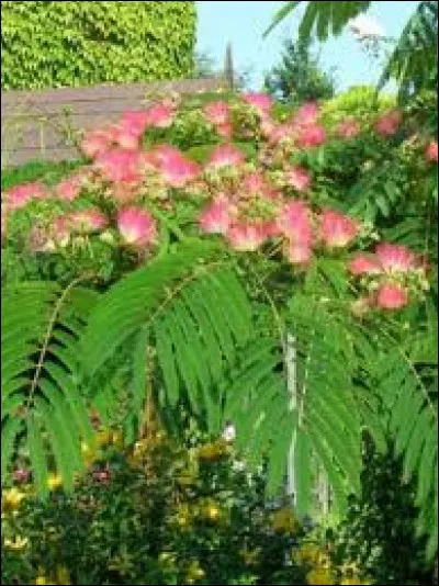 What is this shrub that is best planted in early autumn in the southern regions?