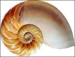 When we bring a shell close to our ear, we don't hear the sound of the sea, but the circulation of our blood in the vessels, to the same rhythm as that of the waves.