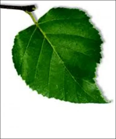 What tree does this leaf belong to ?