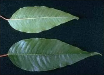 What tree does this leaf belong to ?