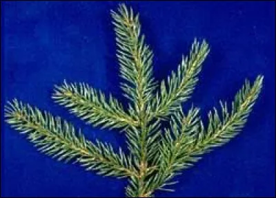 What tree does this leaf belong to ?