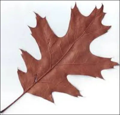 What tree does this leaf belong to ?