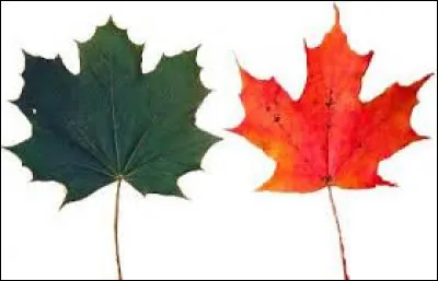 What tree does this leaf belong to ?