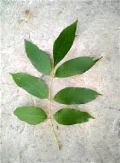 What tree does this leaf belong to ?