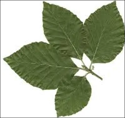 What tree does this leaf belong to ?