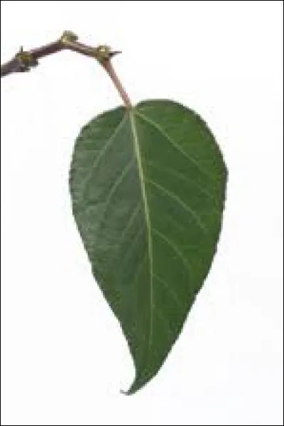 What tree does this leaf belong to ?