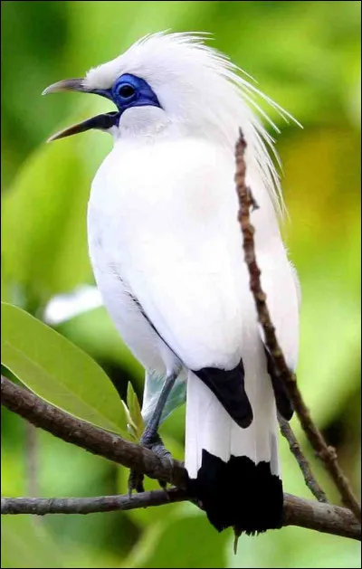 I'm a bird. I have white feathers and blue eyelids. I'm from Bali. Who am I?
