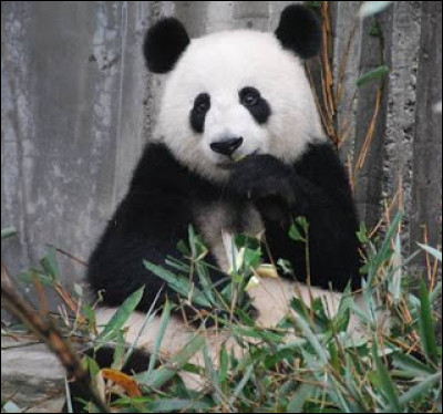 This is a.... .it has black and white colour. The favorite food is bamboo.
