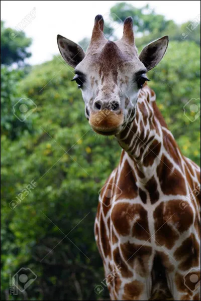 This text for no 2-4 !!!!
Giraffe is the tallest animal, I saw in Ragunan zoo. It is a male. It is about six meter tall. It has big brown eyes. It has brown spots on its skin. It also has two short horns on its head. Its tail is long with thick hair on the top of the tail. It likes eating leaves of tree.
The purpose of the text above is....