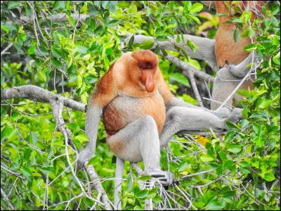 This animal is endemic animal in Indonesia. This animal has a big nose. What animal is this?