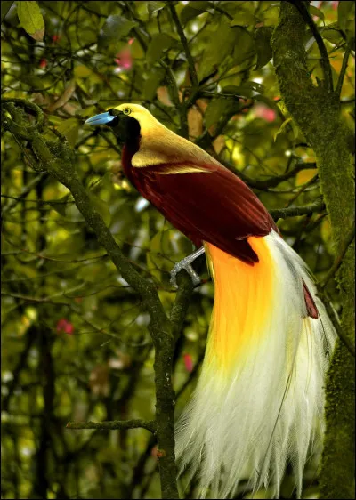 The iconic bird from Papua is ....