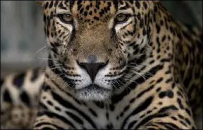 Whats is the name of this animal ?