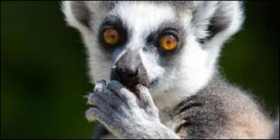 Whats is the name of this animal ?