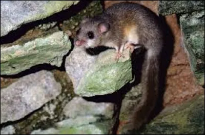 Whats is the name of this animal ?