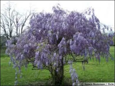 What is the name of this plant?