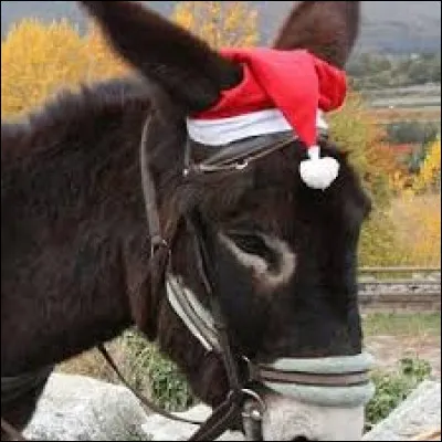 Which woman wrote "Memoirs of a Donkey" ?