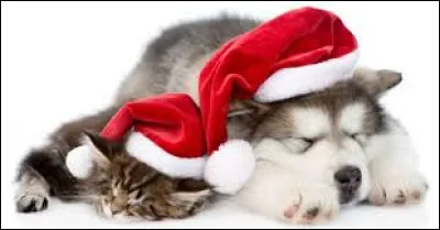 What is the breed of the baby dog in the picture ?