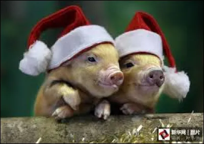 What is the name of the pig in a Gary Winick movie?