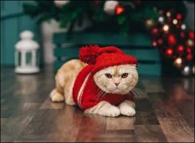 It's a small opening, a small passage for cats.