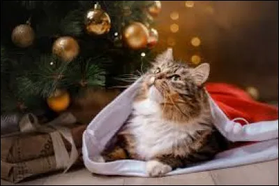 What do you call the position of the skis used for braking?