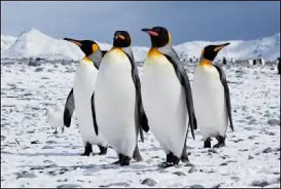 Who wrote L'Ile des Pingouins?