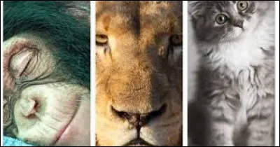 What animal is the little grey?