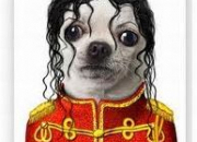 Quiz Our pets dressed up as rock stars