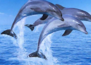 Quiz True-false 23 : marine animals !