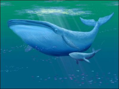 Quiz True-false 23 : marine animals ! Quiz True-false 23 : marine animals !