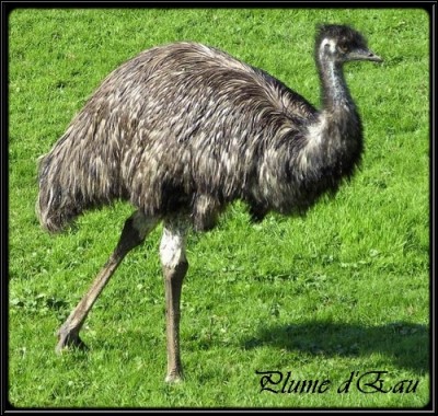Does the emu know how to fly ?
