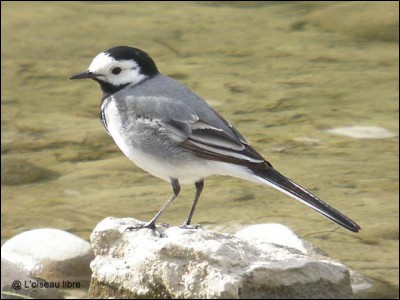 Is the gray wagtail with wavy flight a migratory bird ?