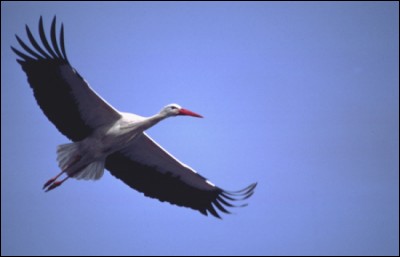 For their migration to Africa, do storks cross the Mediterranean ?