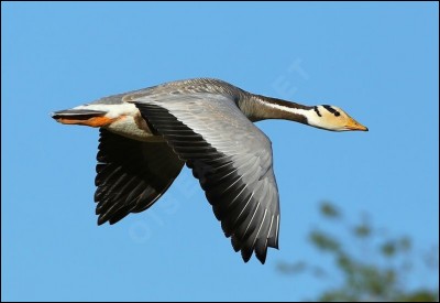 How high can the bar-headed goose fly ?