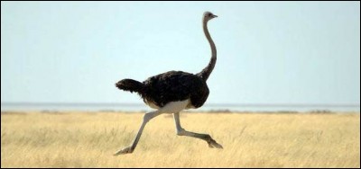 Not everyone is a thief ! But how fast can the African ostrich run across land ?