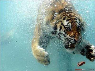 In which sport do we practice tiger boxing ?