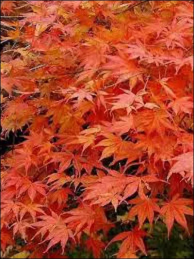 A maple leaf can be seen on the Canadian flag.