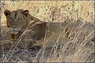 Which of these animals can you NOT find wild in Benin?