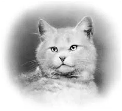 White Tornado is from my family: