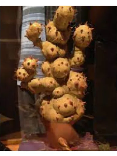 Botany:
What is the medicinal value of treated Bubobuld pus?