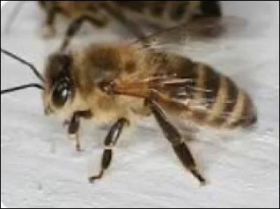 Divination:
In the tea leaves, which omen is symbolized by a bee?