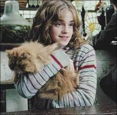 In third year, she buys a cat. What's his name?