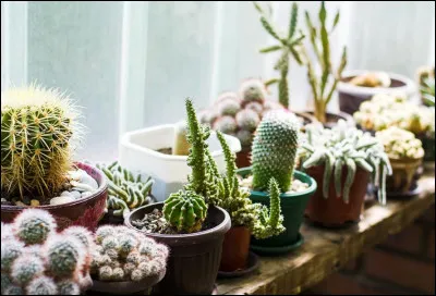 Where can we buy plants?