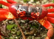Quiz Espèces de crabes
