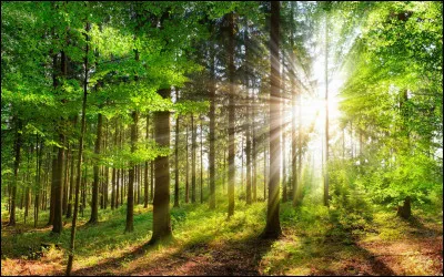 In which film does Harry go to the Forbidden Forest with Draco?