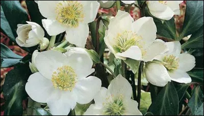 Botany: Which perennial plant is also called Christmas roses?