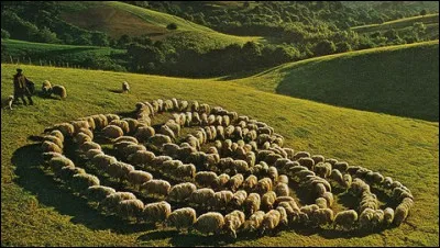 In connection with question 5, here's a photo taken in 1969 without digital retouching at the time. Who took this photo of sheep?